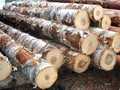 Stammholz – Birke Ganze LKW